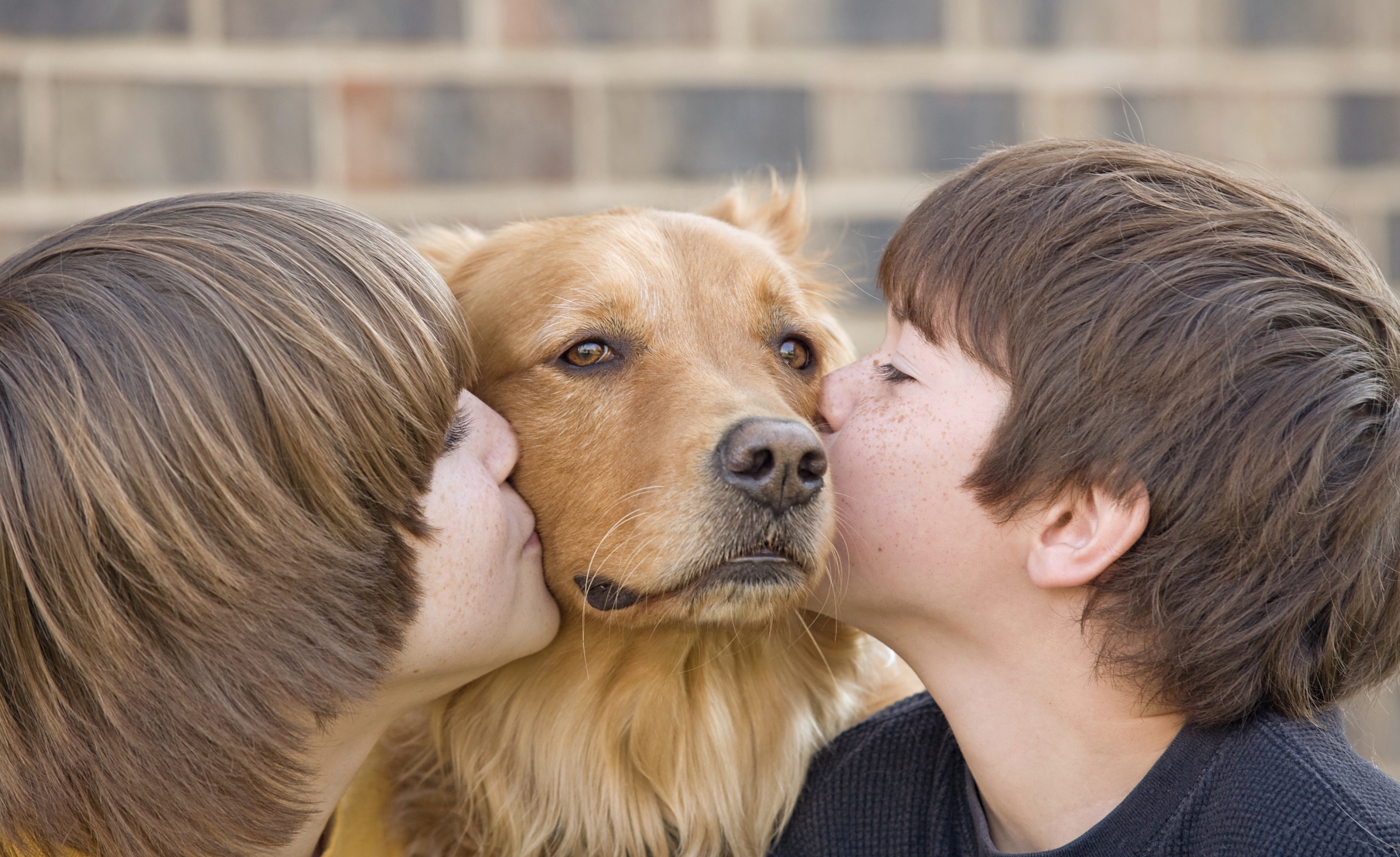 Выбираем домашнего питомца. Собака друг человека. Домашние животные и человек. Люди и животные любовь. Любовь к животным.