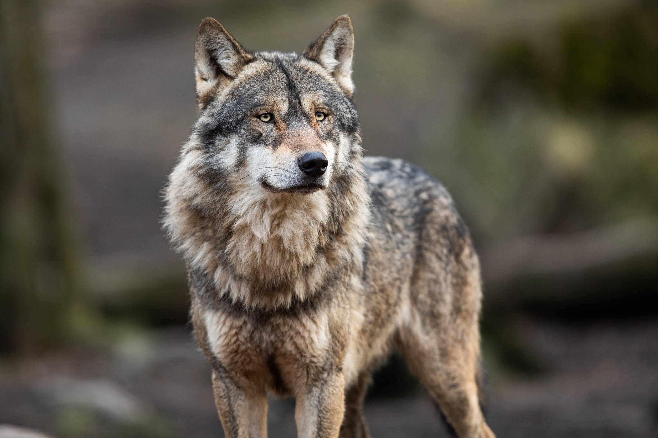 Suiza protege a sus lobos – KISS FM Suiza protege a sus lobos – KISS FM
