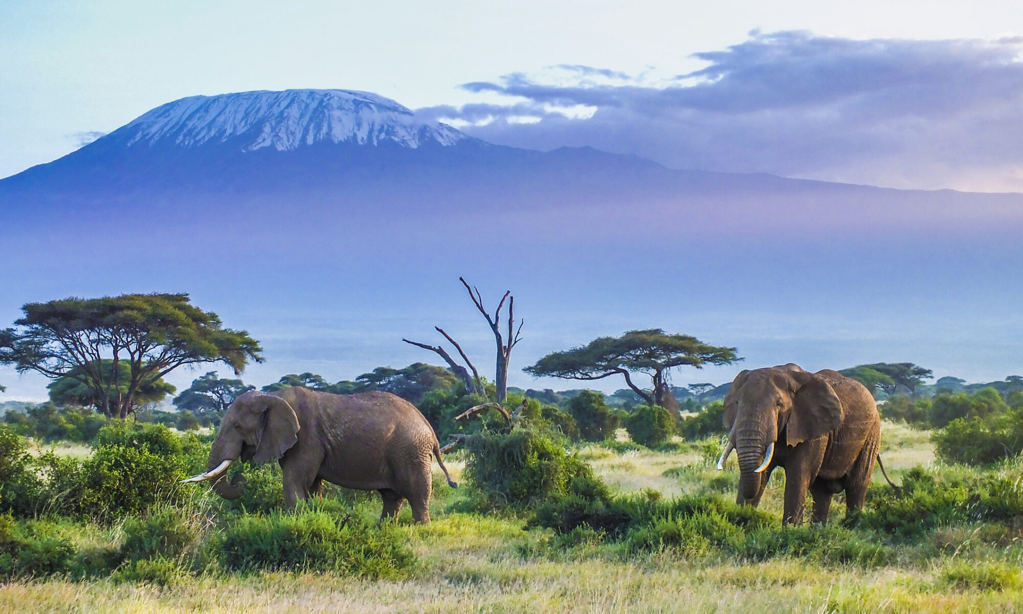 Al por menor Onza En la actualidad El hábitat del elefante africano se reduce a un 17% – KISS FM