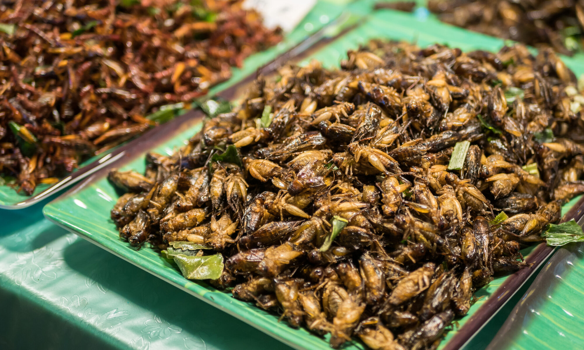 Portugal venderá insectos en los supermercados