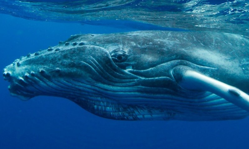 Vacilar Viaje brecha El disparo', nuevo sonido de la ballena – KISS FM