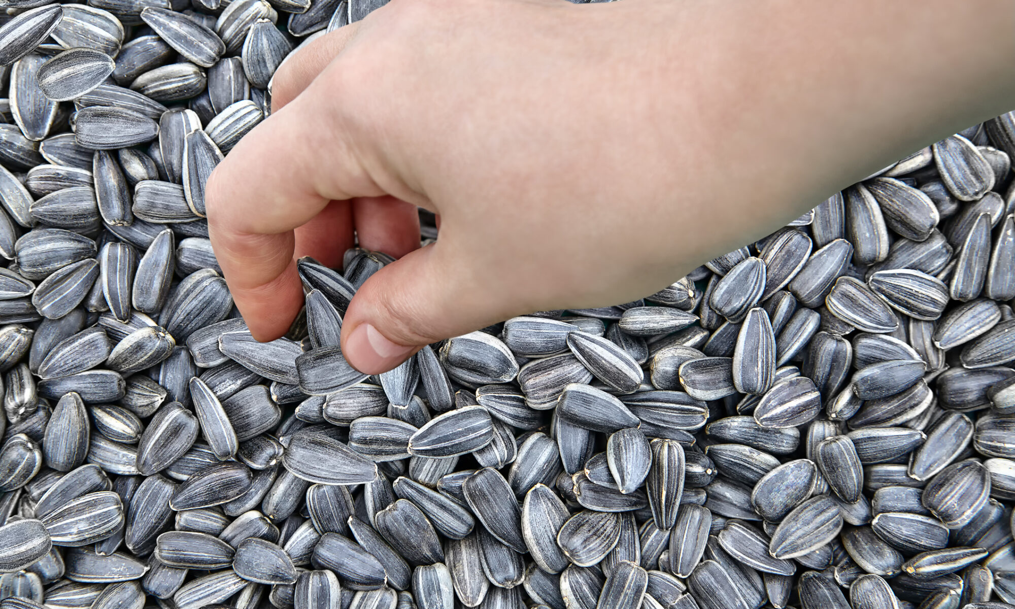 Comer pipas, una tradición para los españoles