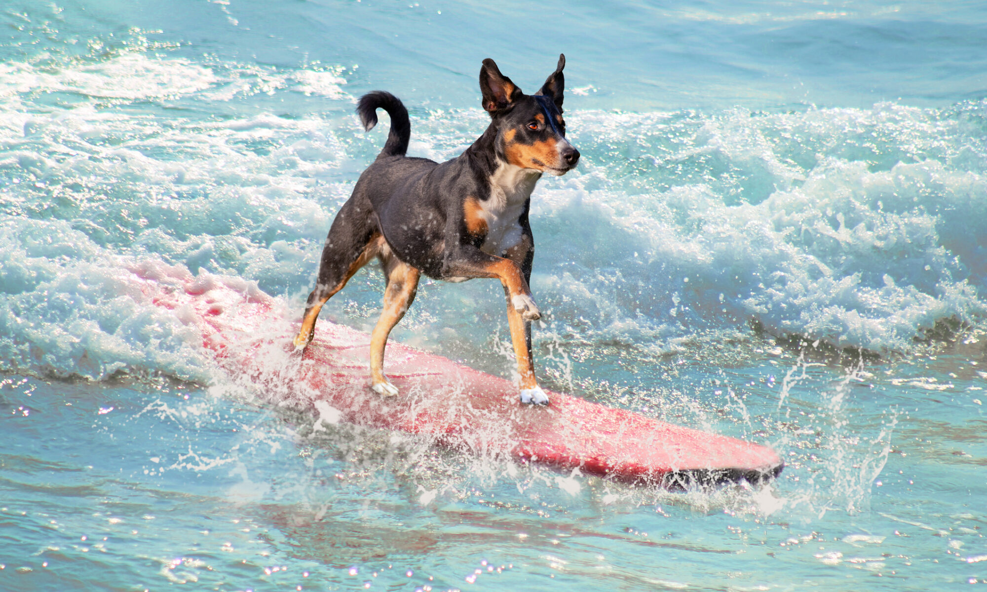 Campeonato de surf canino