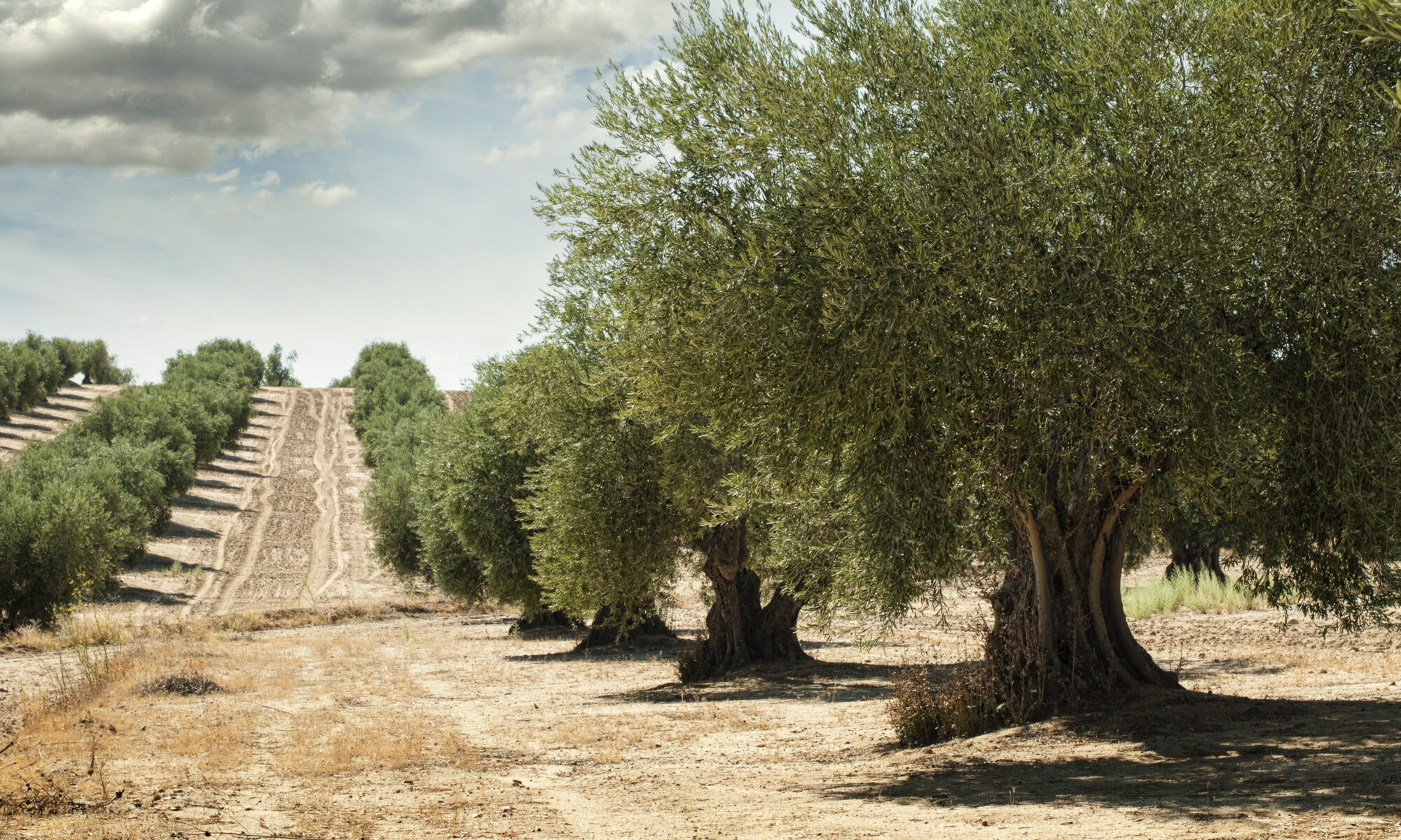 El olivo se cultivó por primera vez hace 7000 años