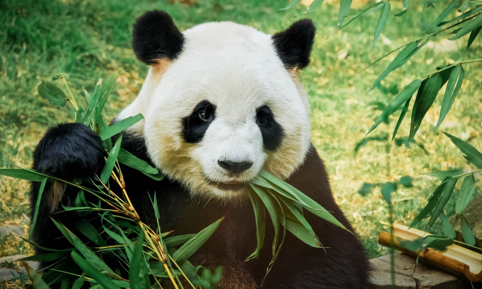 ¿Cuándo comenzaron a comer bambú los pandas?