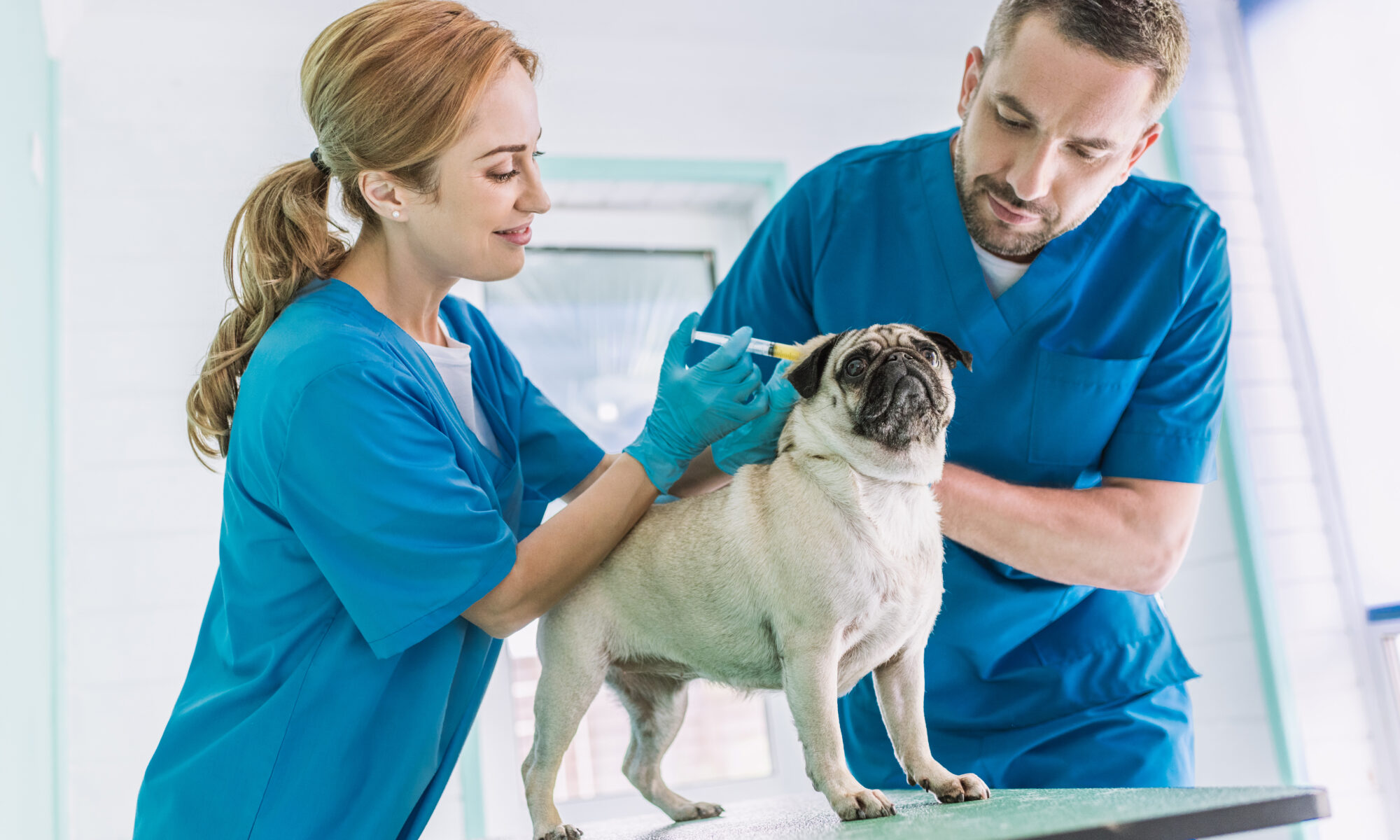 Roma albergará el primer hospital veterinario público para mascotas