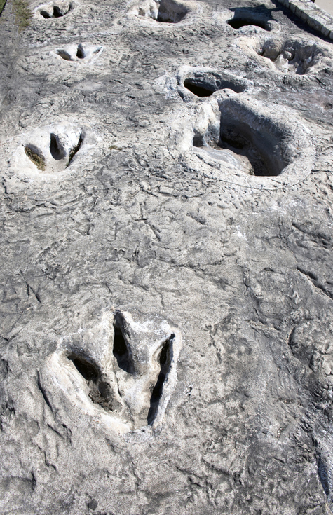 Han descubierto un excepcional depósito con docenas de pisadas fósiles em Huesca.