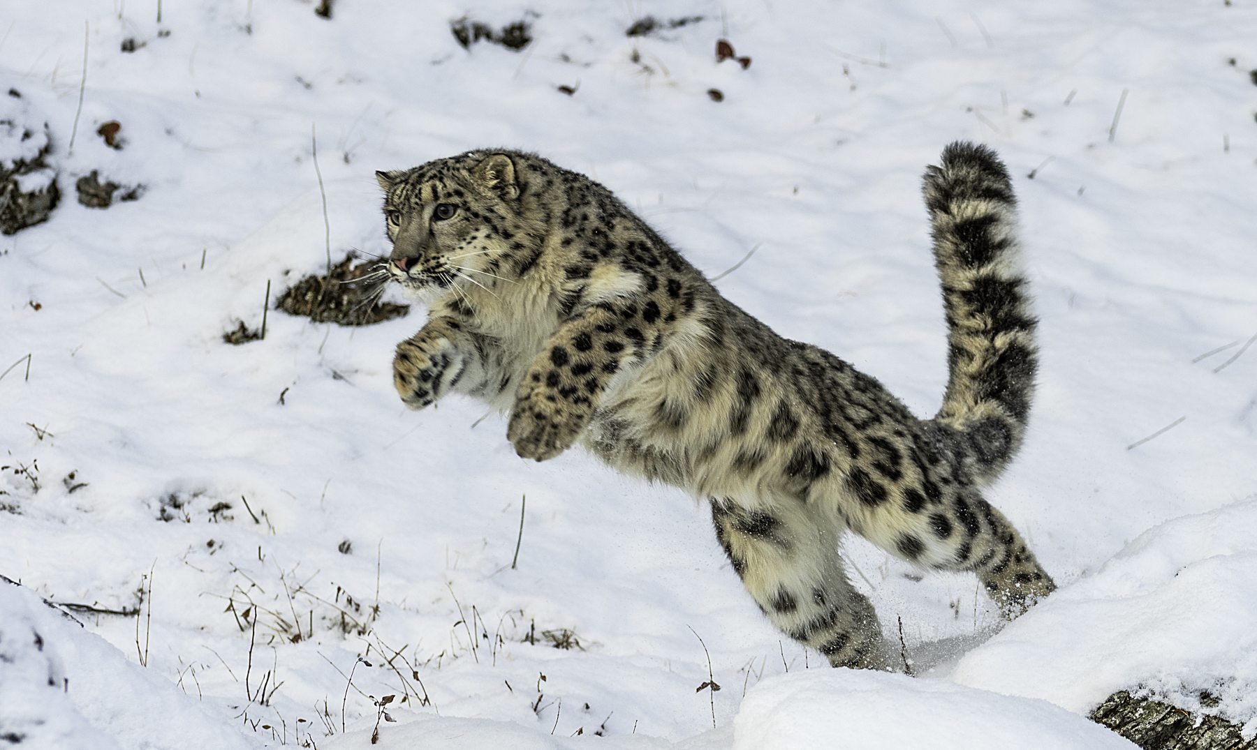Día Internacional Leopardo de las Nieves – KISS FM