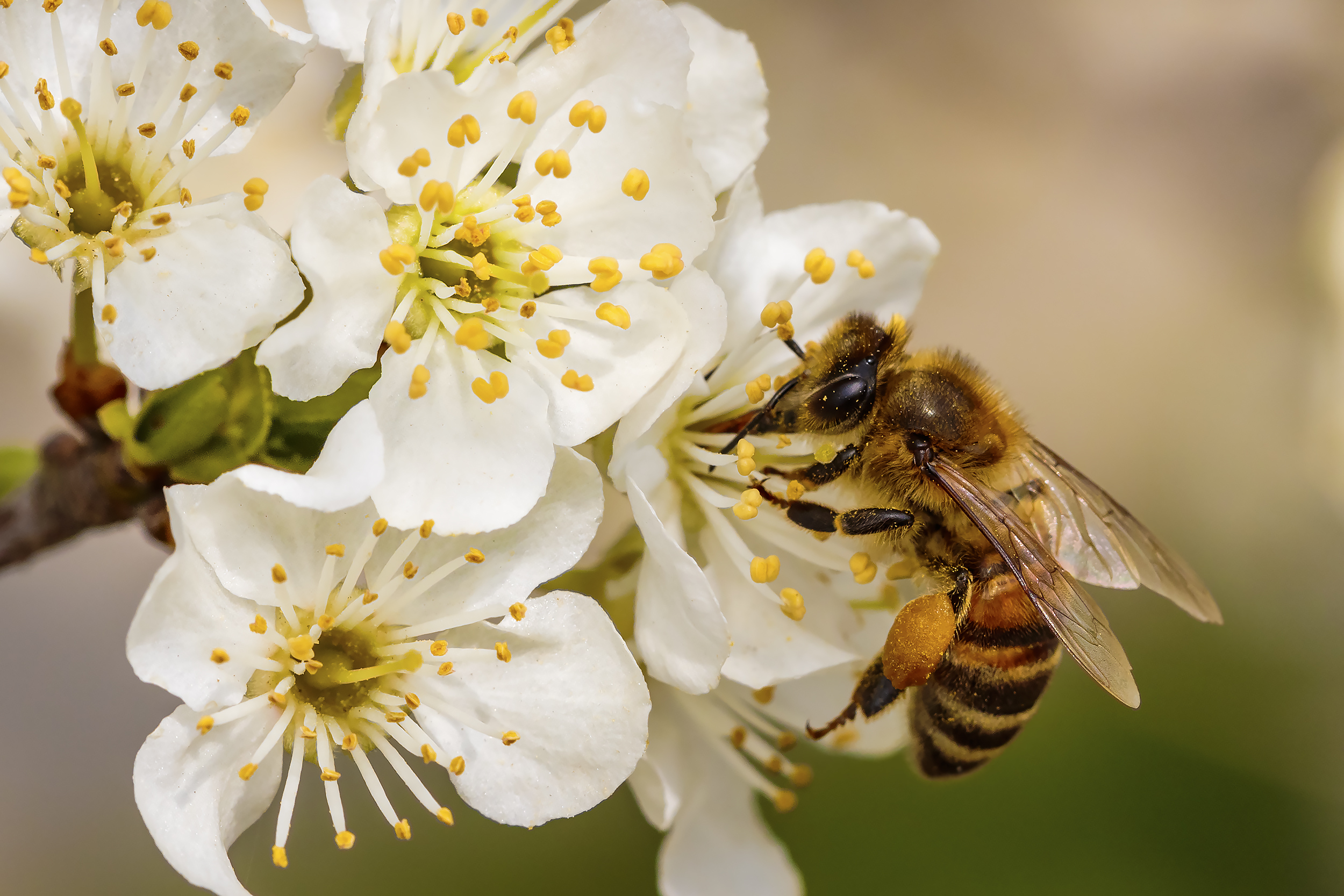 Какие отношения между яблоней и домашней пчелой. Опыление яблони пчелами. Шмель опыляет яблоню. Пчела на цветущем дереве. Пчела на яблоне.