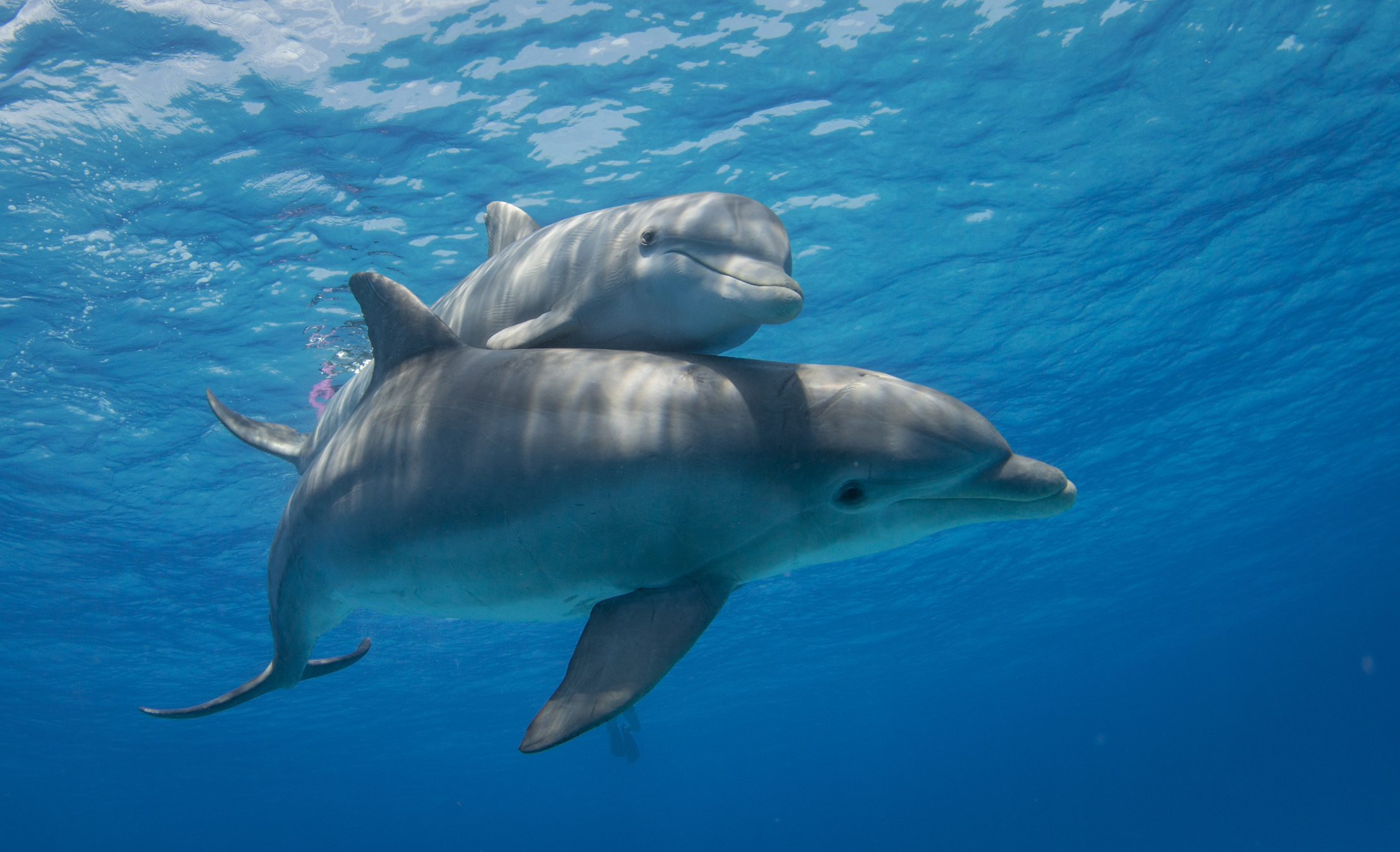EFEMÉRIDES MUNDIALES! Día Mundial del Ebook o Libro Electrónico y de los  Delfines en Cautiverio #4Jul - Noticia al Minuto