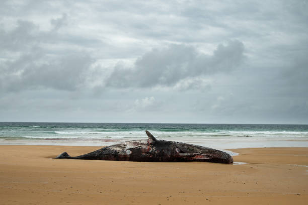 Aparecen más de 50 ballenas muertas en Escocia
