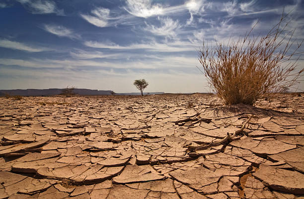 Los daños de la sequía