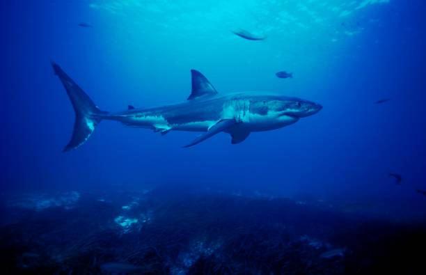 Los tiburones jóvenes, los más amenazados
