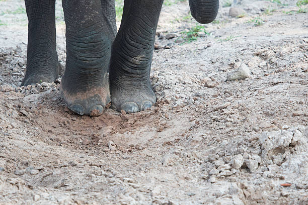 Descubren huellas de elefantes y otros mamíferos prehistóricos en la costa de Murcia