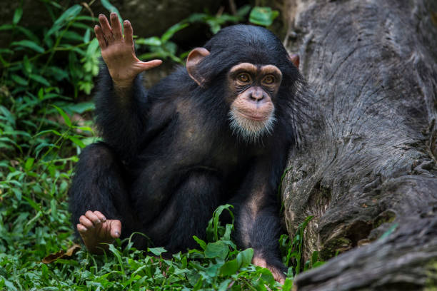 Pequeños temerarios de la selva