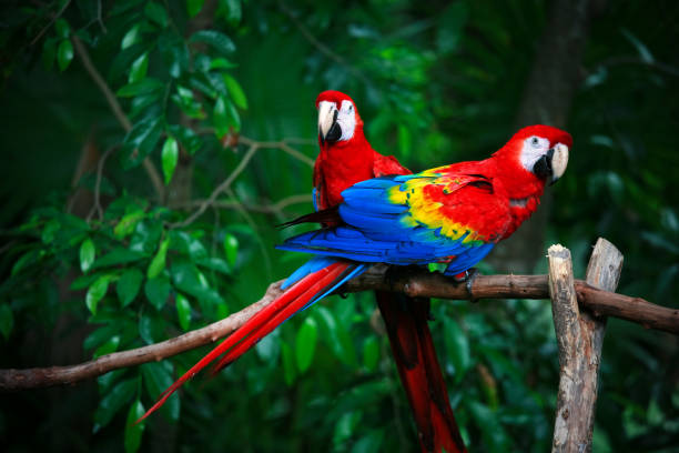 Copiar al colega, la clave inesperada del reino animal