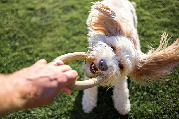 Minutos que unen: el gesto diario que cambia tu relación con tu mascota