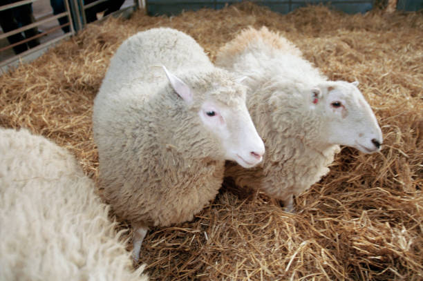 La gripe aviar también se transmite por la leche de oveja, según un estudio