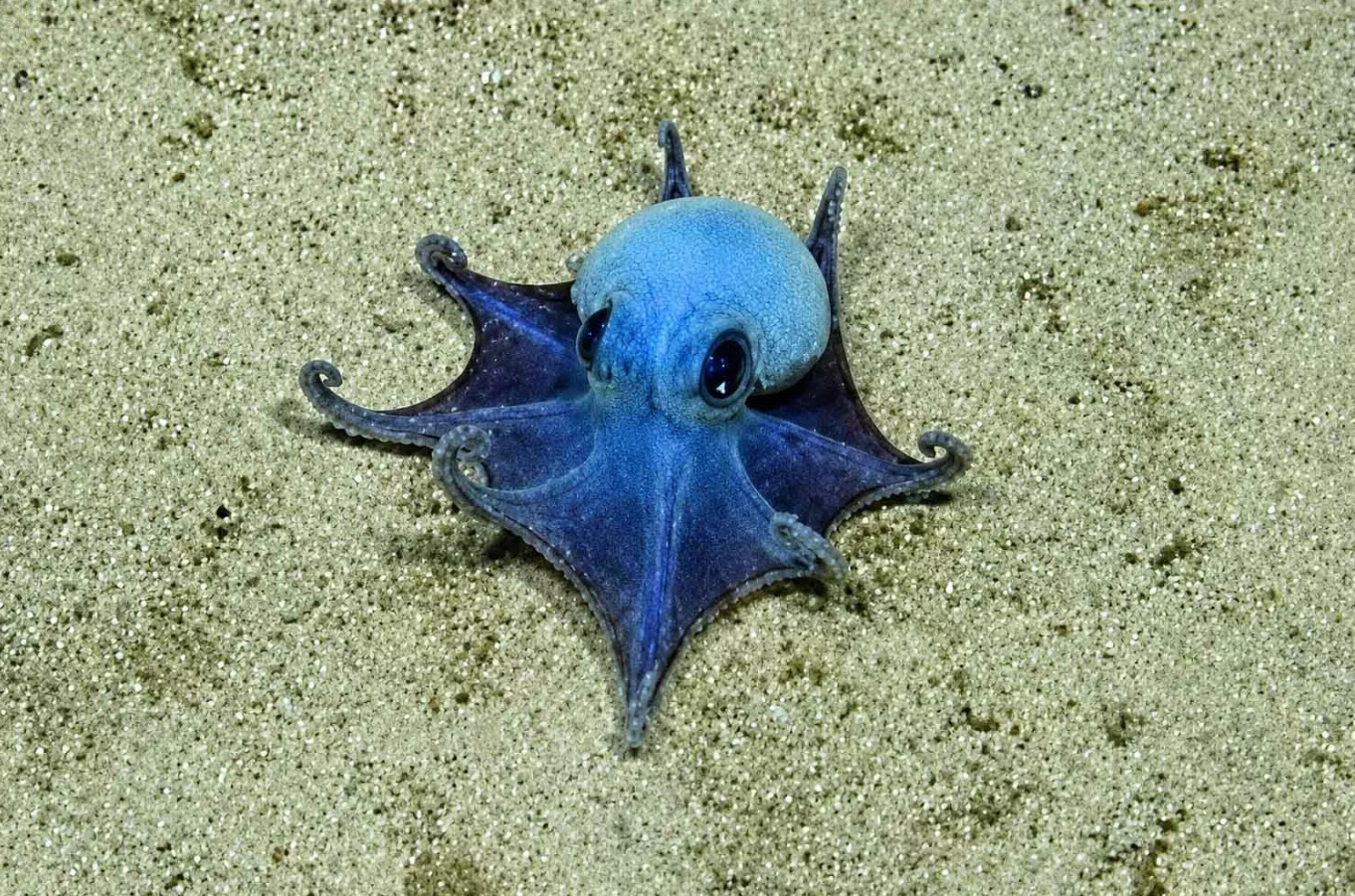 Hallan en Galápagos un pulpo diminuto nunca visto hasta ahora