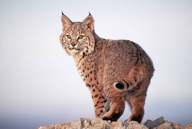 El felino que resurgió: cifras históricas para una especie que rozó la extinción