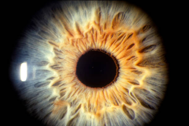 Un lípido ocular abre una nueva vía contra la pérdida de visión