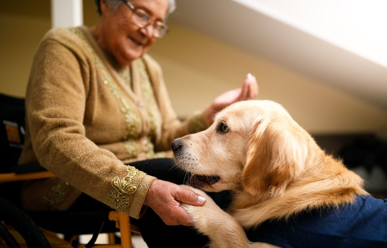 Imagen de un perro de terapia