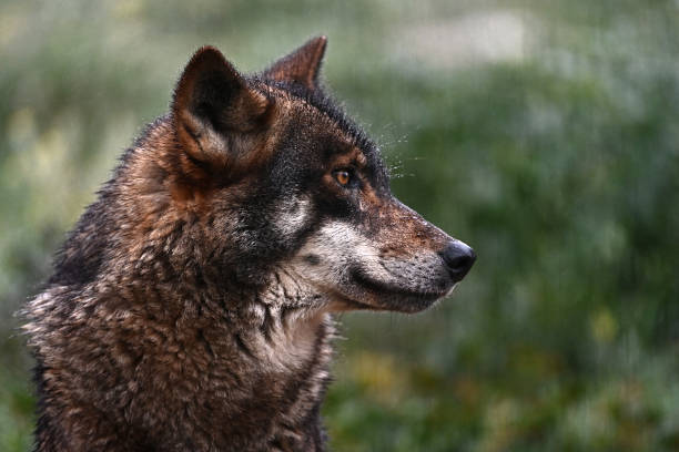 Un pequeño cambio que podría transformar el futuro del lobo ibérico