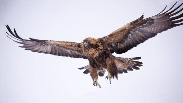 Las rapaces también necesitan otra mirada
