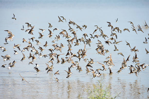 Las aves migratorias lanzan una señal de alarma