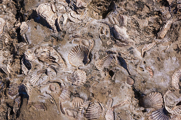 La vida animal podría ser mucho más antigua de lo que creíamos
