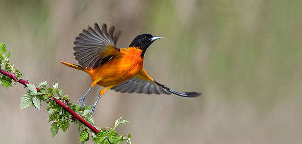 Las aves, pequeñas aliadas del equilibrio natural